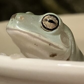 カエルのムチン